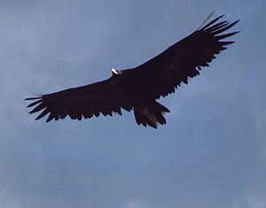 Black Vulture in flight.jpg