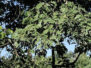 800px-Quercus-pyrenaica-2.jpg